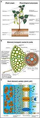 Stable Isotope Fractionation of Metals and Metalloids in Plants: A Review